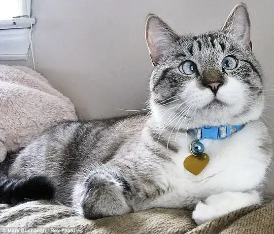 Spangles the cat