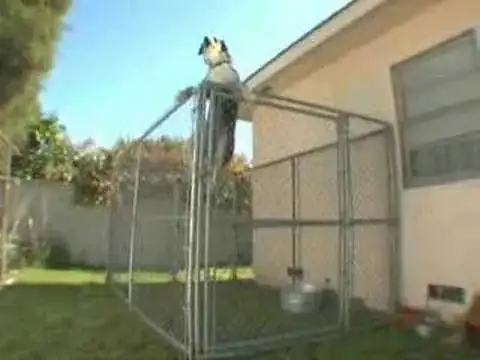 Climbing Dog