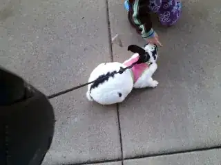 White rabbit with black spots on leash
