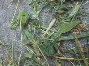 Alfalfa