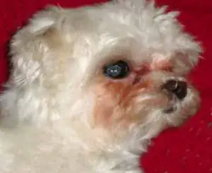 Not actually my dog