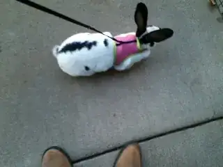 White rabbit with black spots on leash