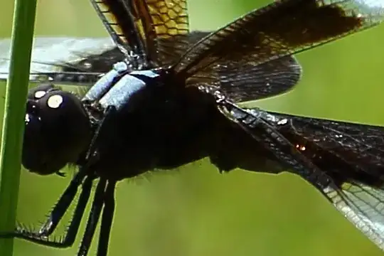 Dragonfly crop
