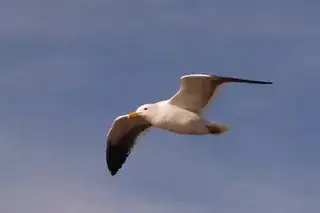 bird in flight