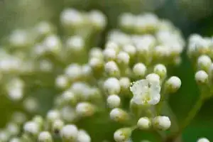 Rowan flower