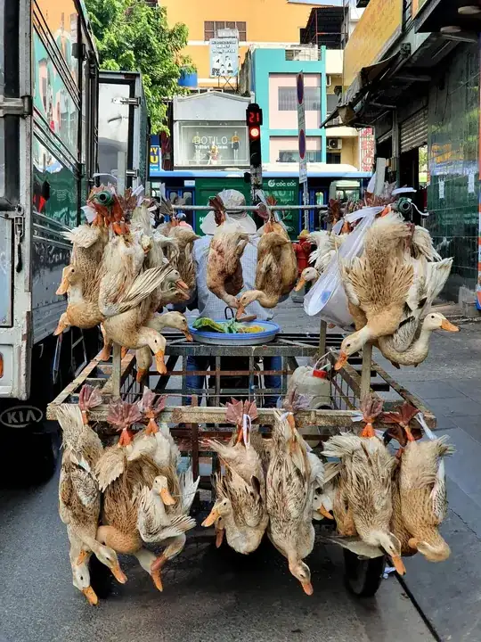 Duck hawker