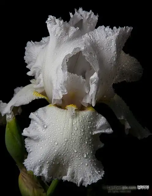 Bearded Iris - low-key