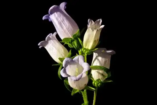 white flower