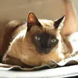 Nikon