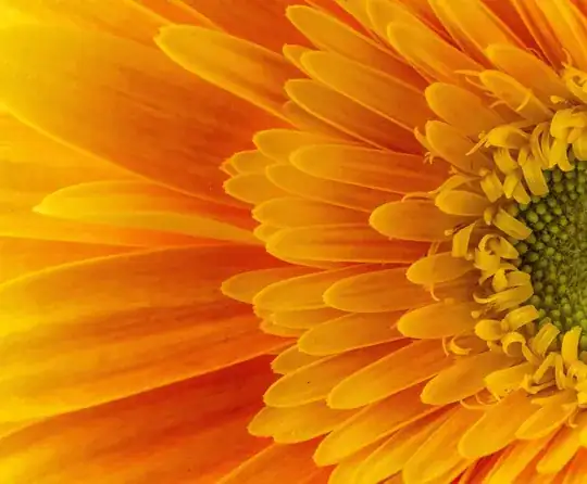 Daisy