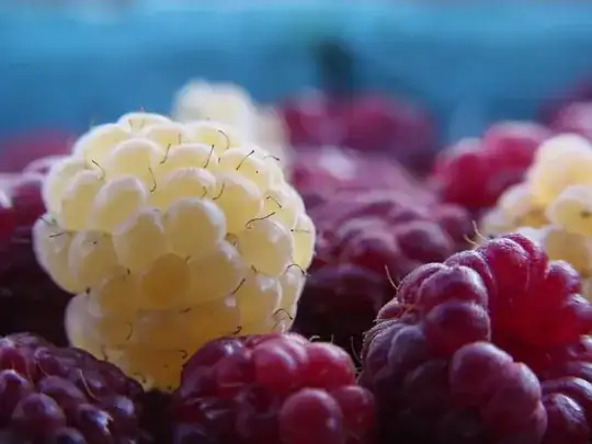 Special "macro" lenses allow for much closer photography.