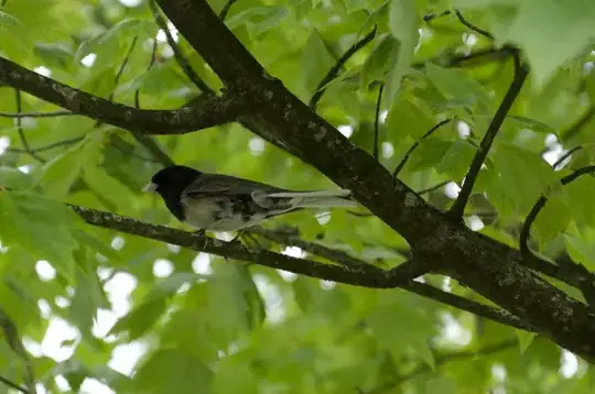 Example Bird Photograph