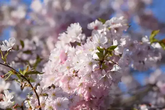 Flowers #1