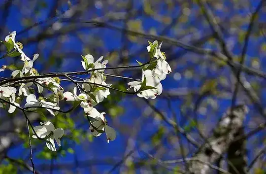 dogWood