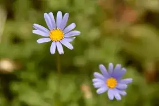 flowers.jpg