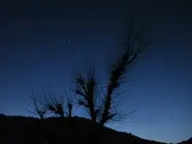 backlit shrub against sky