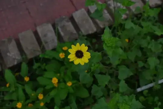 Sunflower 2