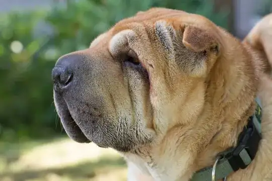 My mother's late dog