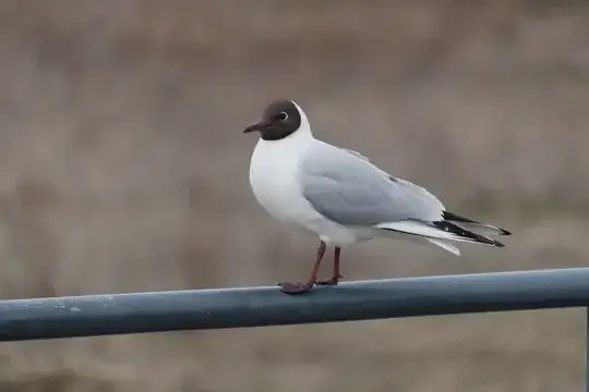 Image of a seagull