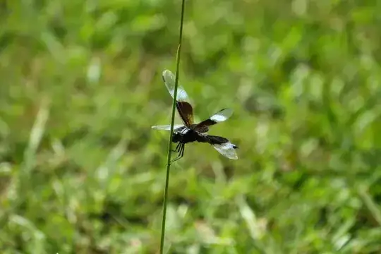 Dragonfly