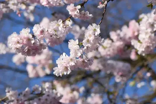 Flowers #3