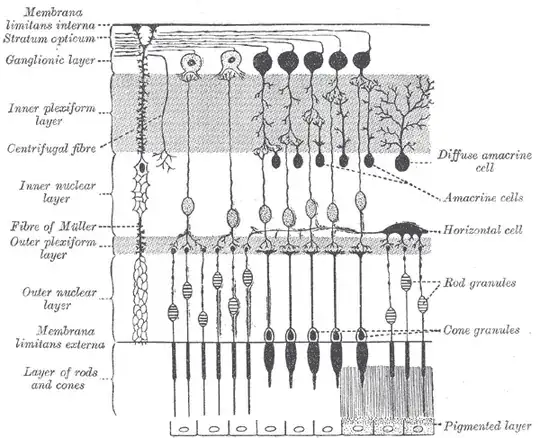 retinal circuitry