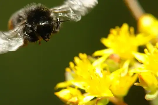 Bumble bee approaching goldenrod