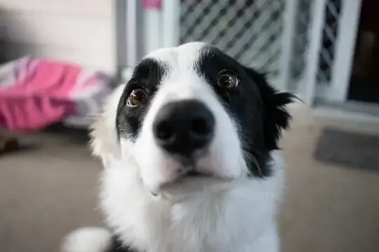 Noisey image of my puppy