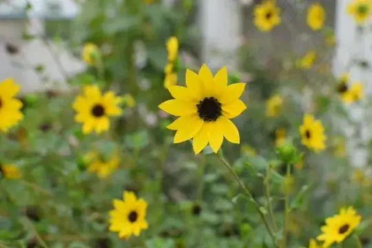 Sunflower 3