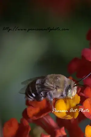 Bee
