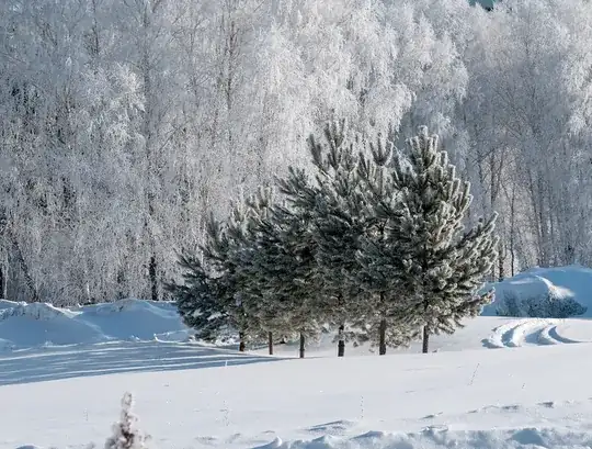 a forest near my home