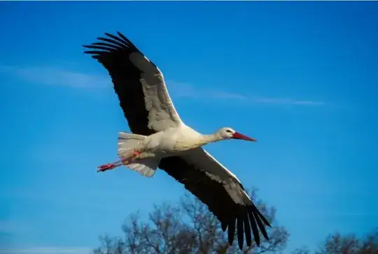 Stork in flight