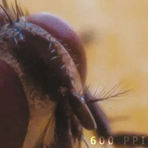 Fly Eye @ 600ppi
