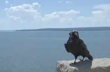 raven on a wall by a lake
