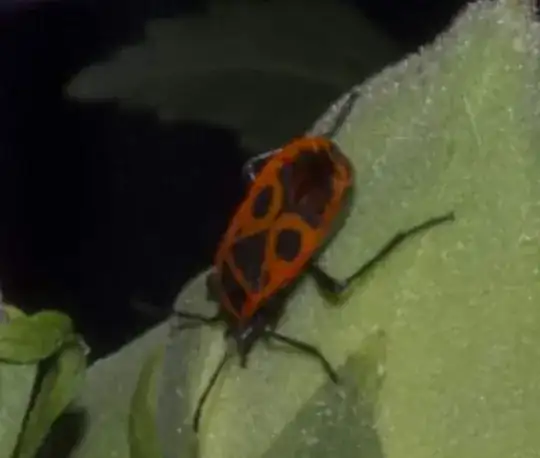 Bug crop