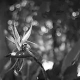 Fujinon 35/1.7 Gray