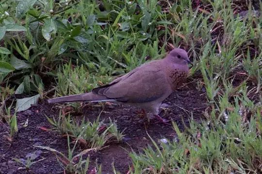 Laughing Dove