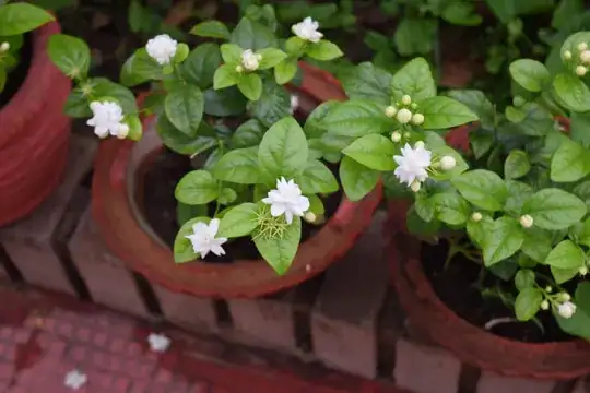 White flower