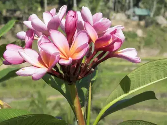 flower blurry