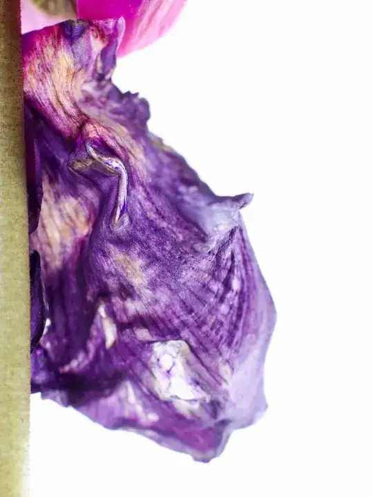 Imperfect Cyclamen Flower