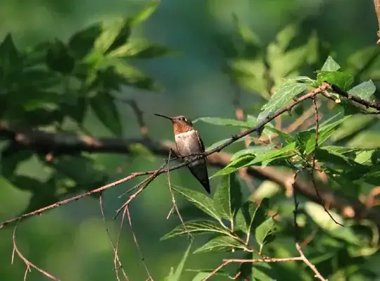 humming bird