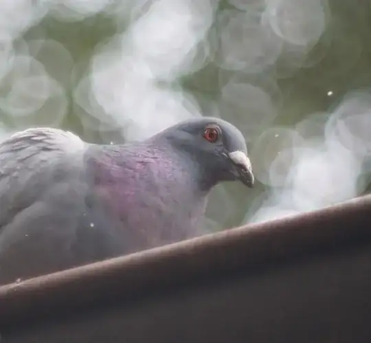 crop of dove with bloom on the edges