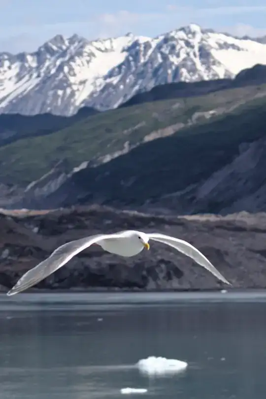Avian Escort