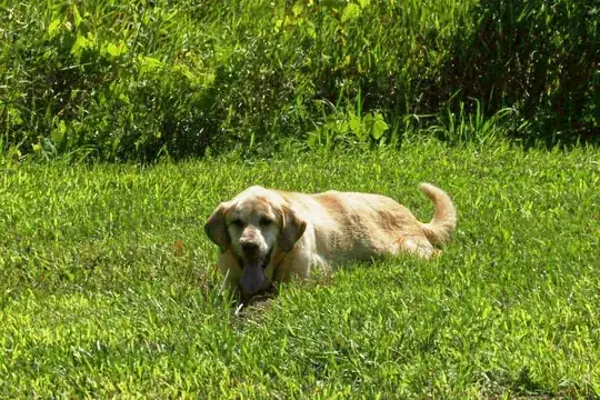 Here is your dog after I adjusted his exposure