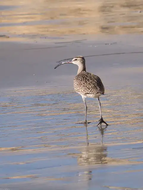 Whimbrel [identified]