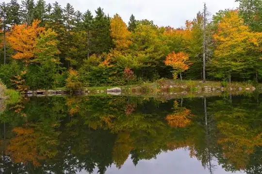Fall trees reflected on a lake