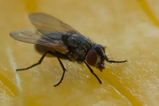 Mango Fly