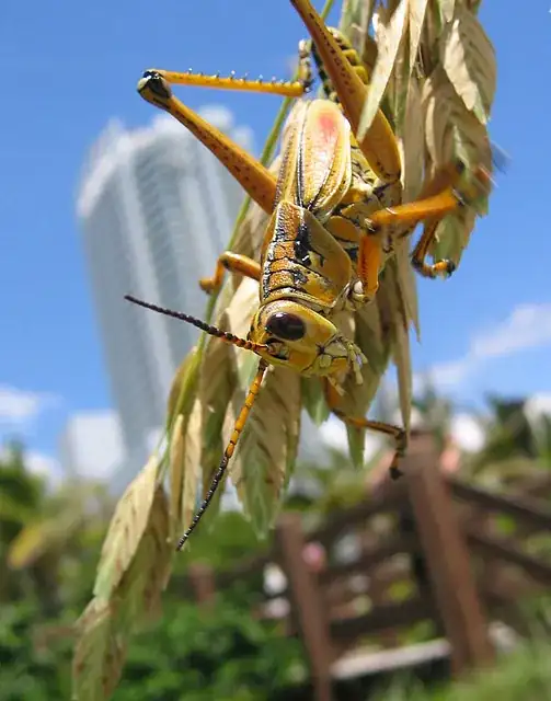 grasshopper