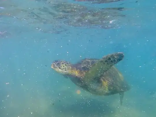 sea turtle