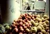 Here be Dragons, also nectarines.